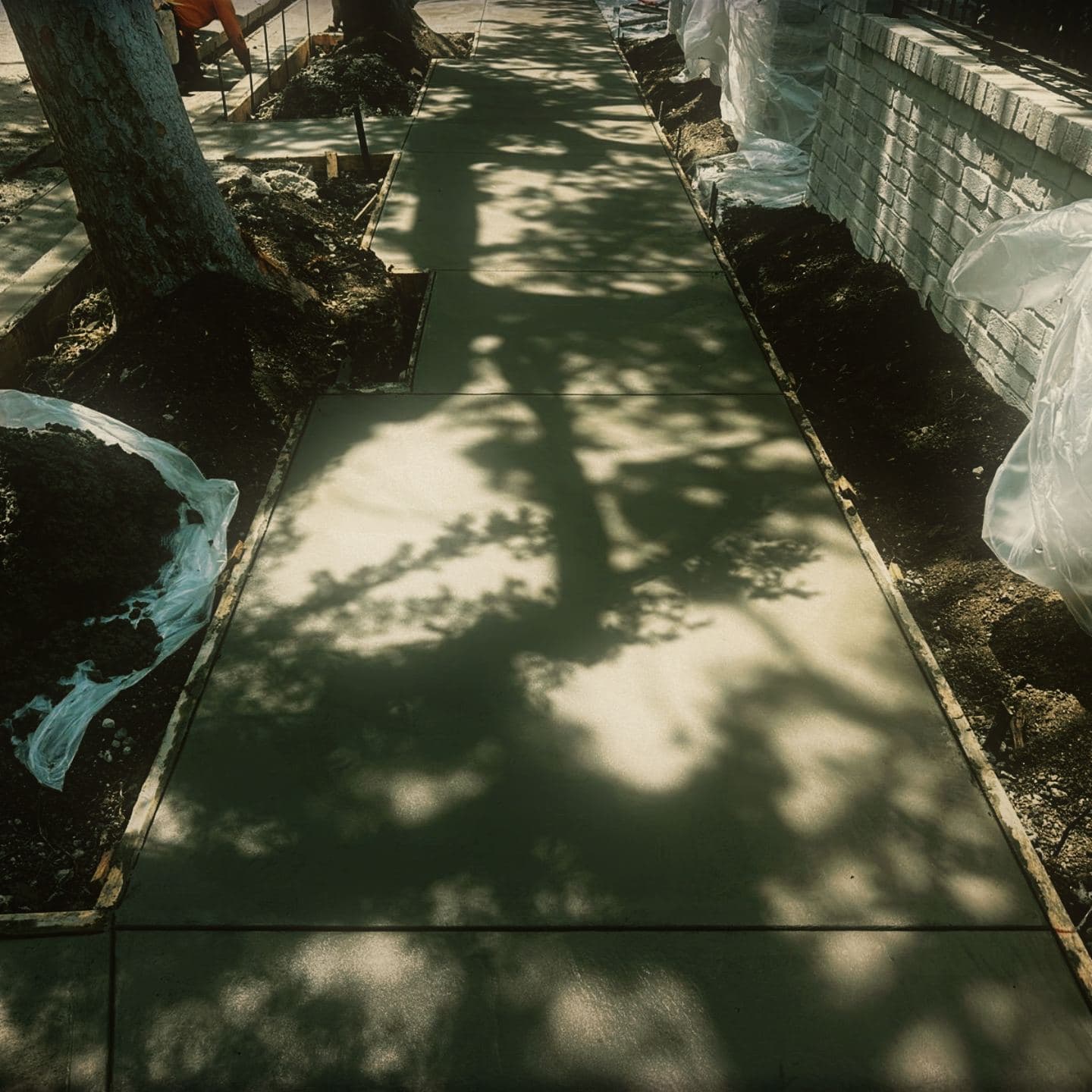 The finished sidewalk at Westmount, floated and jointed, running between formed tree wells with the spoil bagged on plastic sheeting alongside