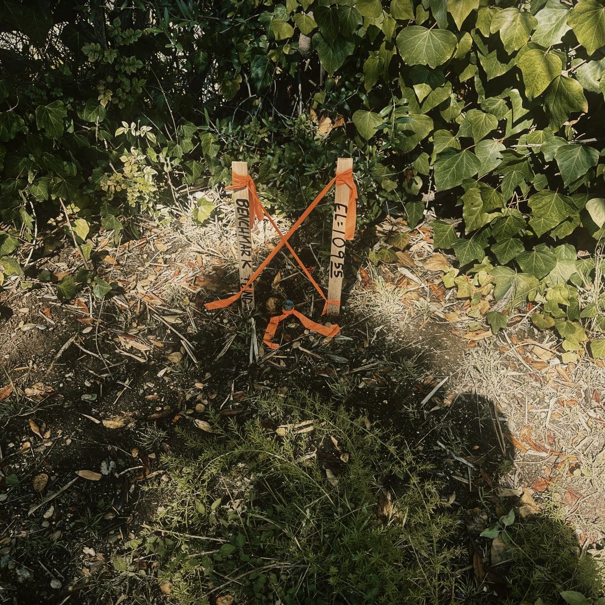 Two surveyor's laths flagged in orange ribbon set into the undergrowth on the hillside, one hand-marked BENCHMARK and the other with its elevation